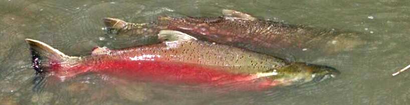 Two Adult Coho Salmon